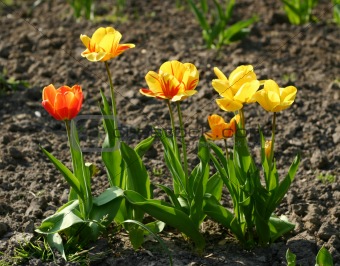 Row of yellow and red tulips