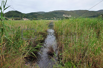 wetland vegetation