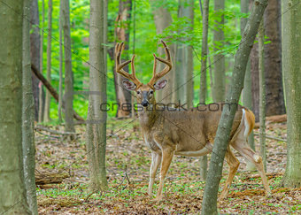 Whitetail Deer Buck In Velvet