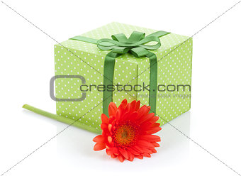 Orange gerbera flower and gift box