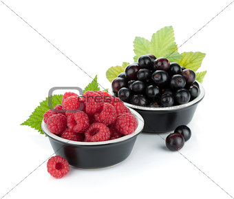 Black currant and raspberry