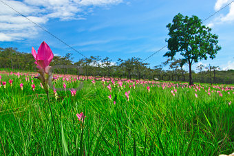 Siam tulip field on Chai Ya Phoom,Thailand