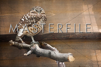 Burrowing Owl (Athene cunicularia) sleeping on branch, Tracy Avi