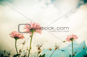 Zinnia flower and blue sky