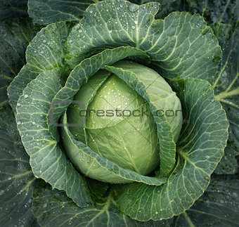 Cabbage growing in the Garden.
