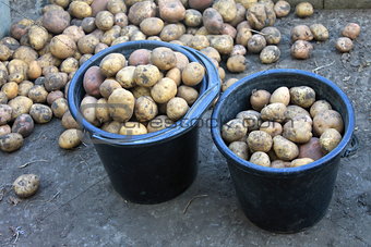 potato harvest on natural organic background
