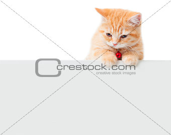little Ginger british shorthair cats with white board