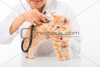Female Veterinarian doing checkup a cute cat at clinic