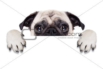 placard banner dog