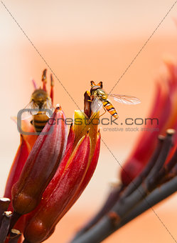 Hoverfly on cordyline plant