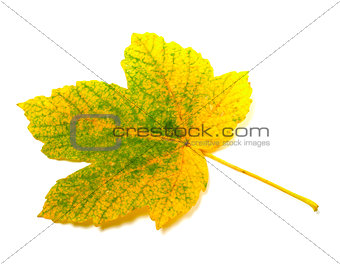 Autumn leaf on white background
