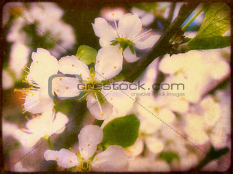Grunge Spring Blossom