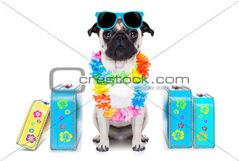  dog summer  vacation