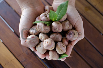 Hands holding organic andean potatoes