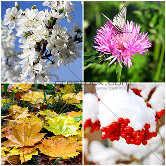 Four seasons collage - spring, summer, autumn and winter