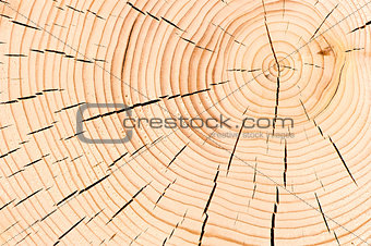 background macro shot cut down a tree with cracks
