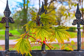 new shoot maple spring afternoon on the fence