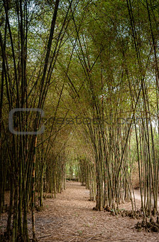 Bamboo Road - Trang Bang Tay Ninh