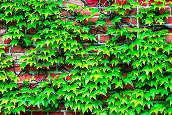 brick wall overgrown with vines to use as background