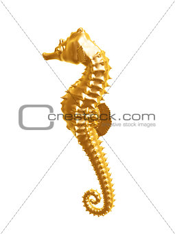 golden seahorse