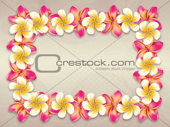 Plumeria flowers frame