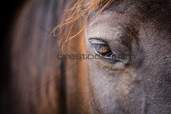 Horse head - close-up of eye