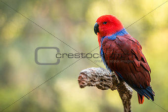 Beautiful red female Eclectus parrot