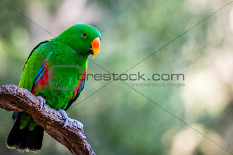 Beautiful green male Eclectus parrot