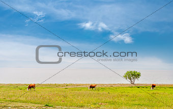 Three cows  on the field
