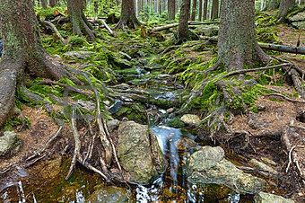 The primeval forest with the creek - HDR