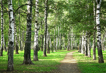 First days of autumn in the morning sunny birch forest