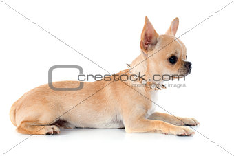 puppy chihuahua