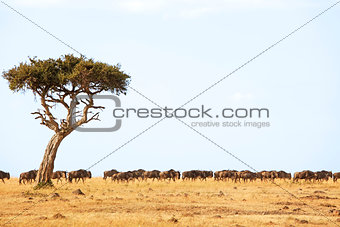 Masai Mara Wildebeest