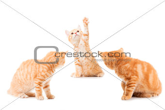 group of little Ginger british shorthair cats