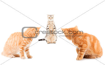 group of little Ginger british shorthair cats over whtie backgro