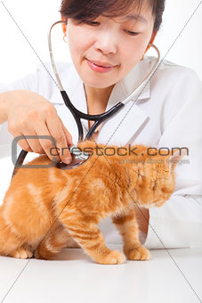 Female Veterinarian doing checkup a cute cat at clinic