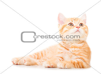 little Ginger british shorthair cats over white background