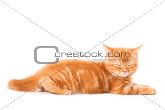 little Ginger british shorthair cats asleep