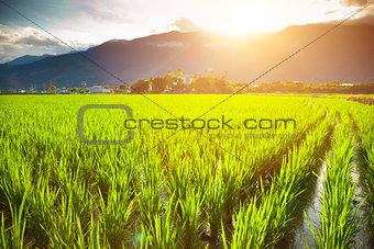 green rice field with cloud and mountain background