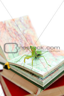 Green mantis on an old book, close up, selective focus. Mantodea