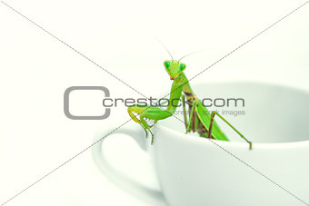 Green Mantis is posing on a white porcelain cup, close up, selec