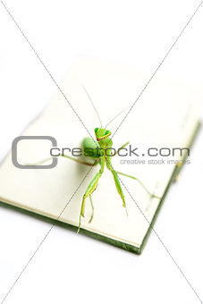 Green mantis on an old book, close up, selective focus. Smile! M