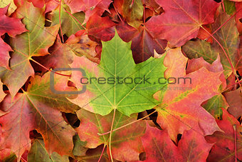 Background of fall maple leaves 