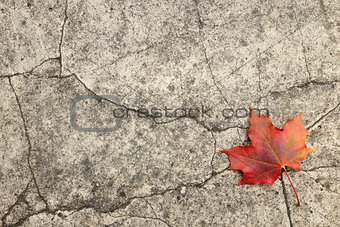 Red maple leaf on cracked concrete