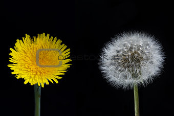 Dandelion flower and seed head on a black background
