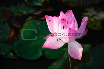 Bees get nectar from lotus flower