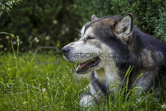 Alaskan Malamute male dog portrait
