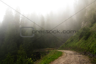 Fog in the forest of Paneveggio, Trentino - Dolomites