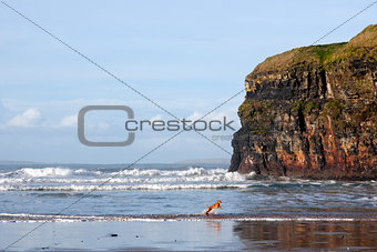 blur motion of dog running in sea by cliffs