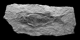 Fish in the Early Jurassic